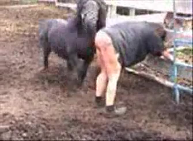 Video: Whore's dirty ass got fucked and wrecked in horse anal sex