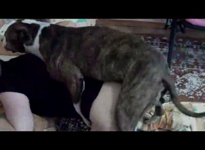 Video :Dog dick hard pounding a fat ass whore's ass