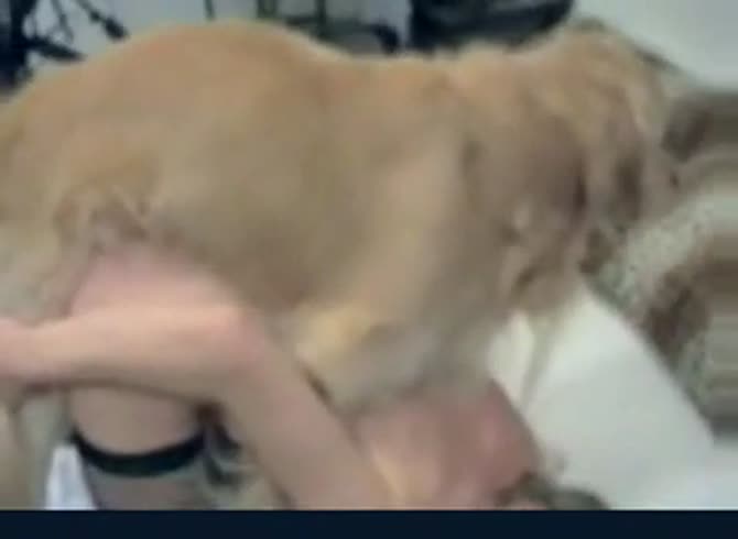 Video :Big dog dick penetrating the pussy of horny lady