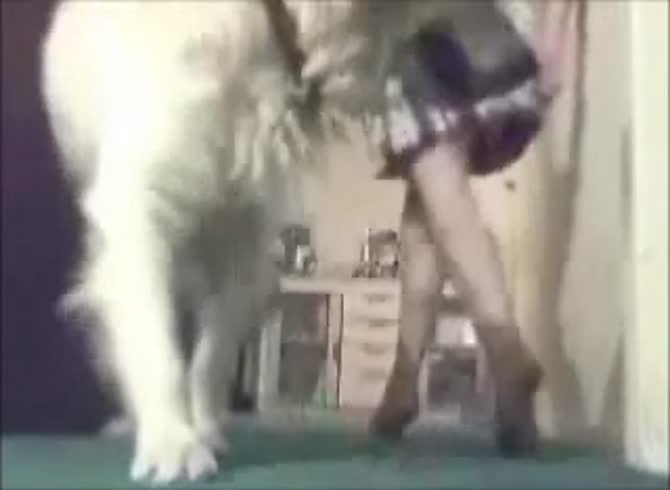 Video :Beautiful amateur teen beastiality sex with her pet dog
