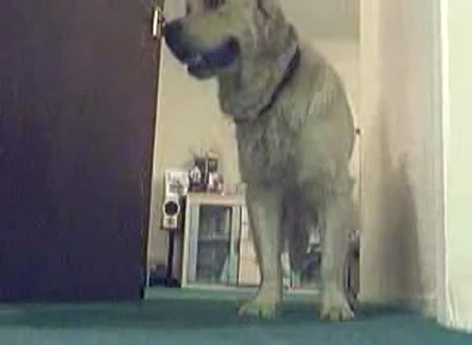 Video :Homemade beastiality sex of dog and a sexy girl
