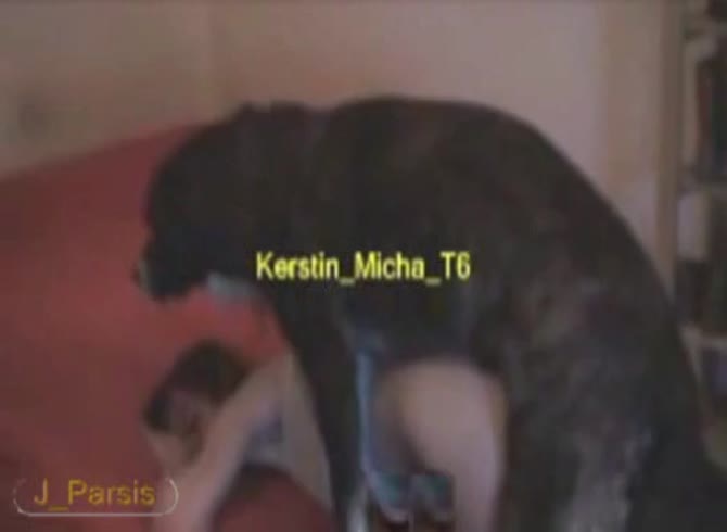 Video :Big black dog with huge dick wrecking a girl's pussy