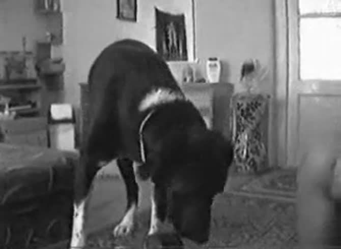 Video :Dog sex with naughty k9 lady and big dog