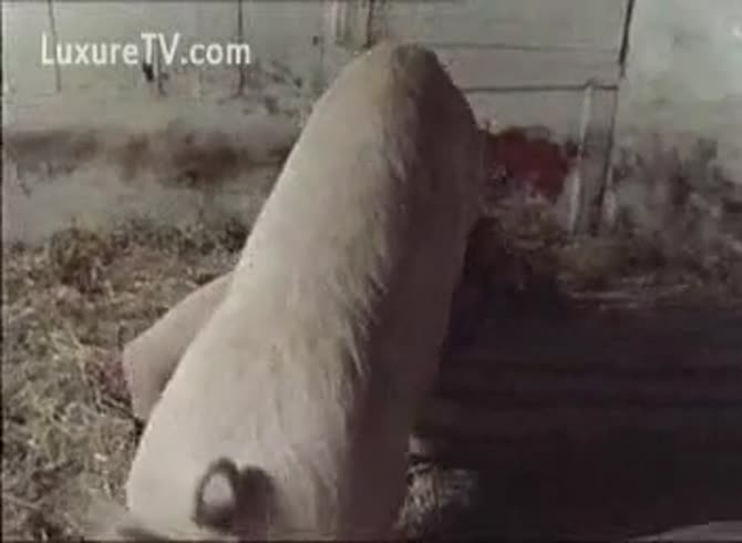 Video :Gay beastiality porn of pig fucking a gay's ass