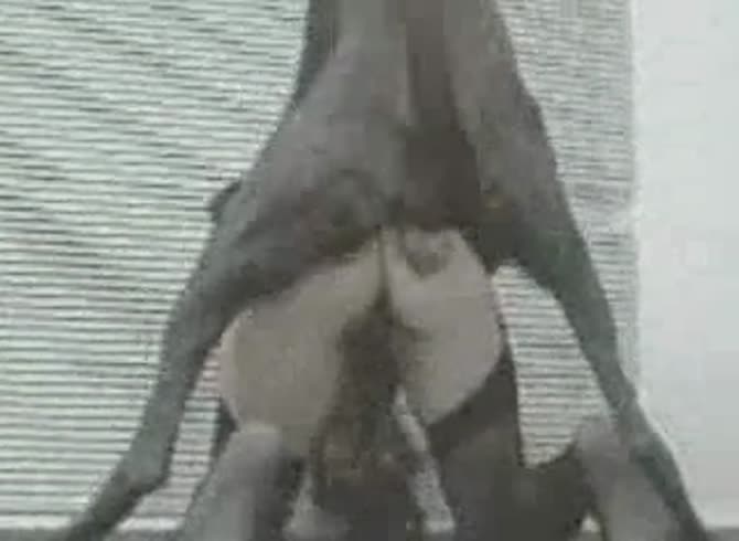 Video :Sexy babe got banged by big dog dick from behind