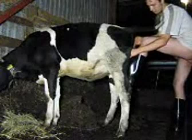 Video :Cow getting fucked from behind by gay beastiality lover