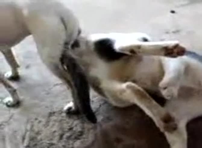 Video :Dogs having knotted sex in animal sex video
