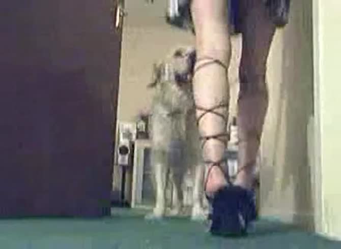 Video :Homemade dog sex with young webcam babe