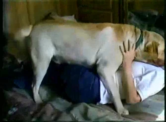 Video :Dog giving blowjob to gay and have dog anal sex