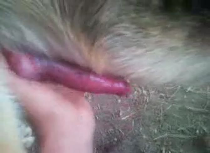 Video :Big dog dick getting jacked off by a kinky dude