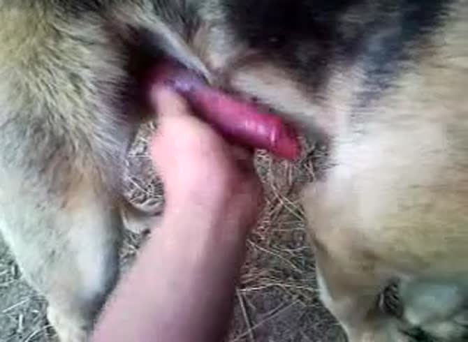 Video :Dog dick getting licked and blowjob from amateur girl