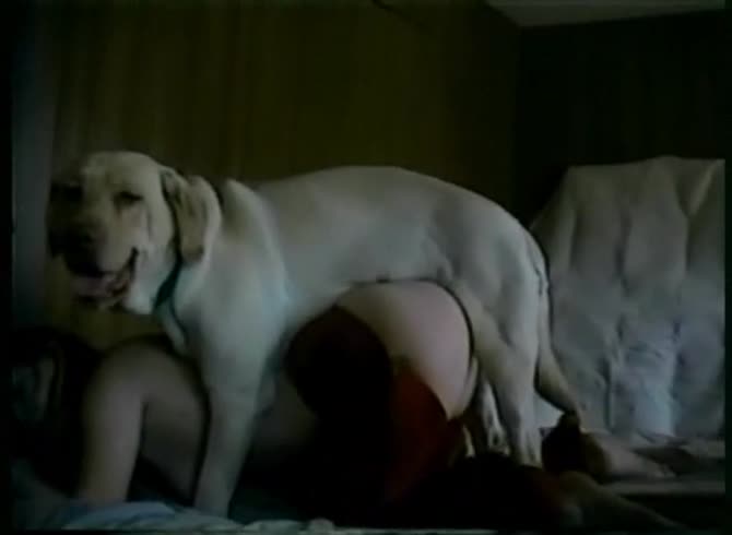Video :Dog dick smashing the wet pussy of a kinky lady