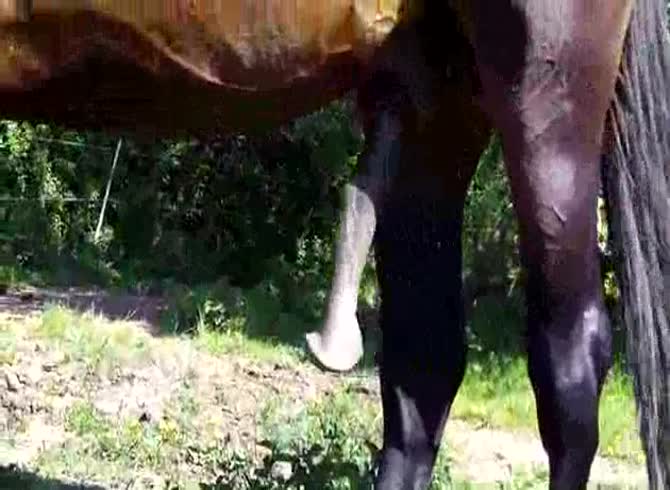 Video :Horse dick getting erected in zoophilia video
