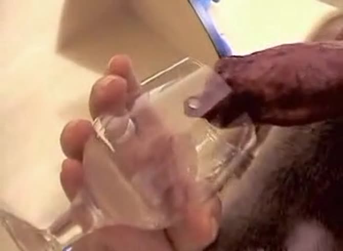 Video :Dog dick releasing orgasm and got its semen collected
