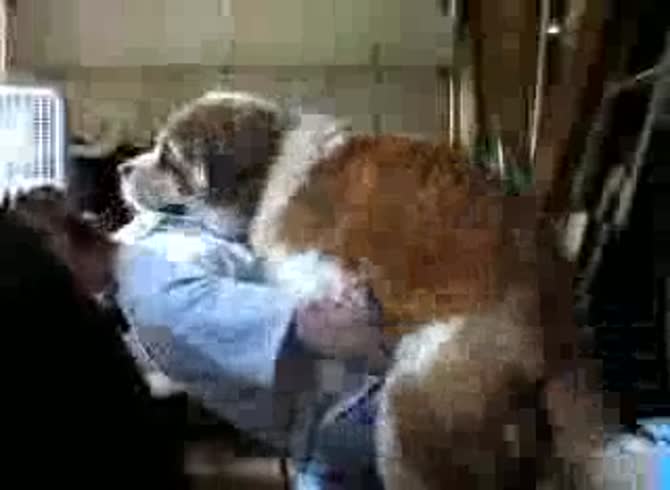 Video :Dog sniffs and fucks the ass of gay beastiality lover
