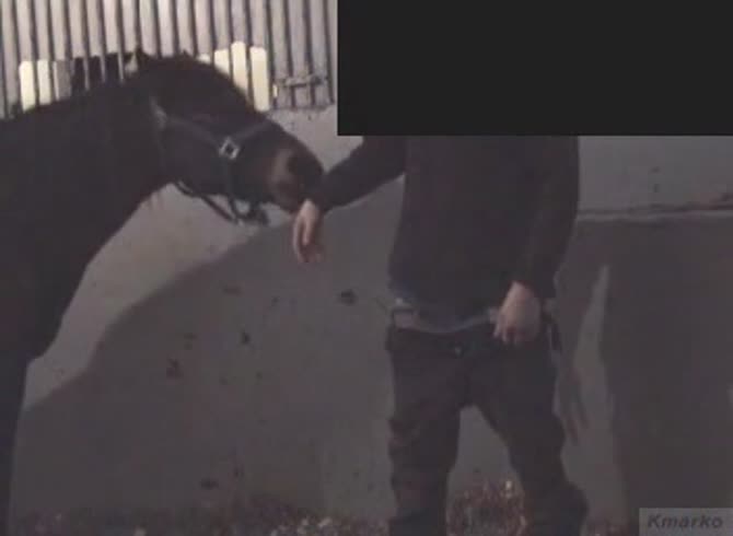 Video :Gay horse caretaker got fucked in horse anal sex