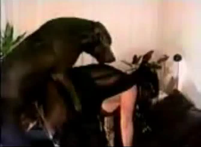 Video :Big and erected dog dick wrecking a girl's pussy