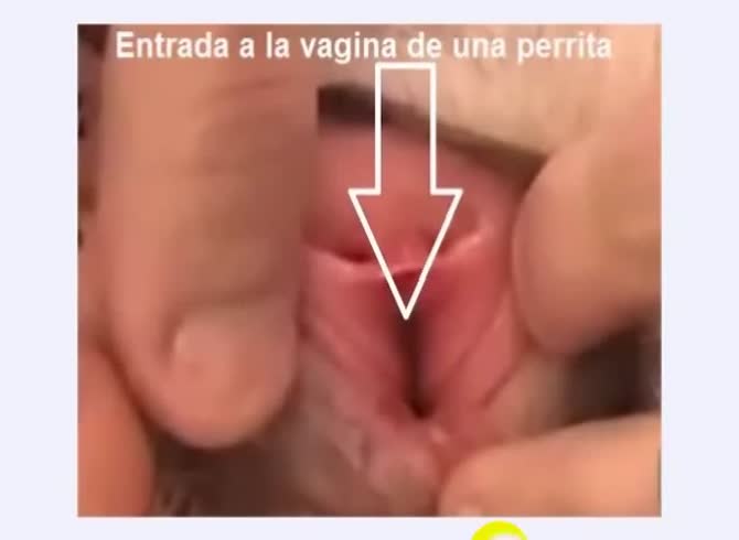 Video :Dog pussy got stretched by dude and fucked it hard