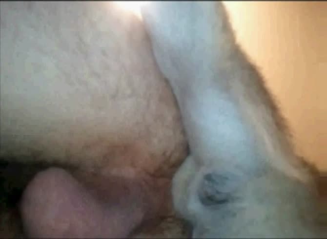 Video :Kinky gay beastiality sex with a white dog