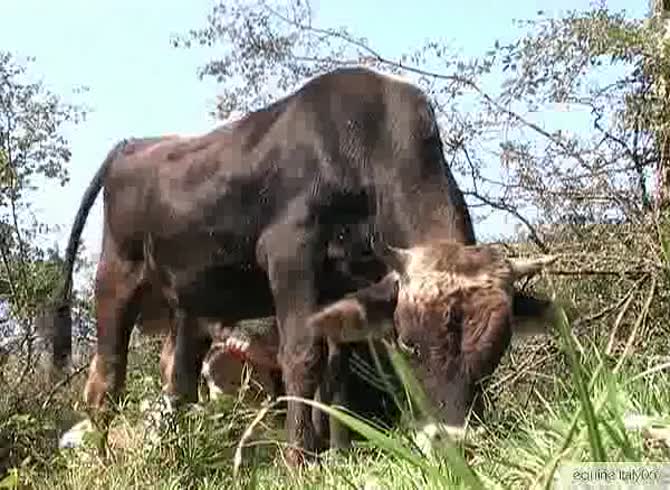 Video :Big cows having sex in the farm in animal porno