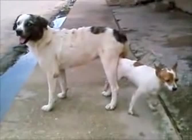 Video :Dogs having sex in the park got filmed