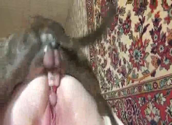 Video :Big erected dog dick wrecking a girl's pussy
