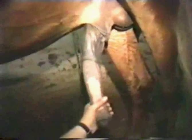 Video :Horse dick getting jacked off by naughty bitch