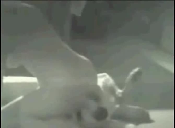Video :Animal porn tube with amateur girl and her dog
