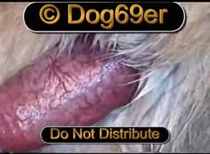 Video :Nasty dude got blowjob from dog and fucked its ass