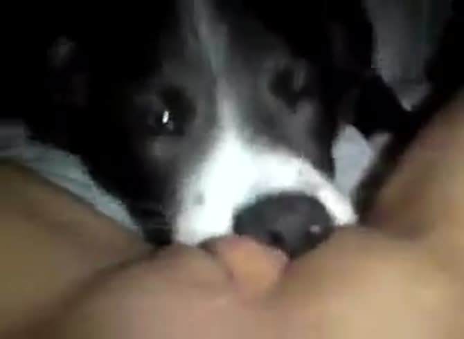 Video :Zoophilia porn video of dog licking a girl's pussy