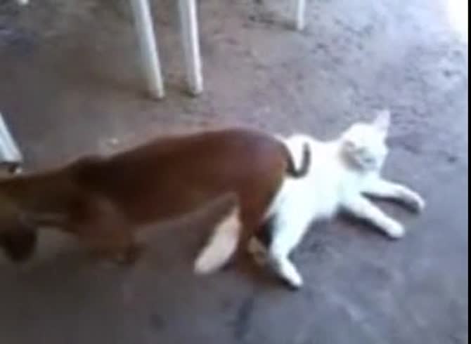 Video :Dog having sex with a cat in animal sex video