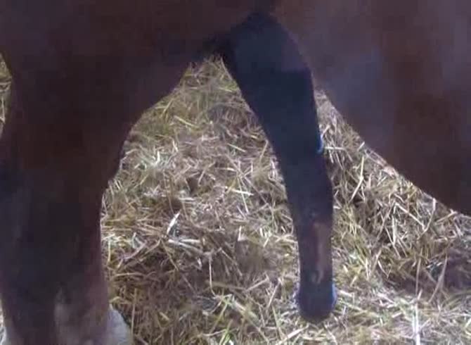Video :Big horse dick getting bigger and bigger