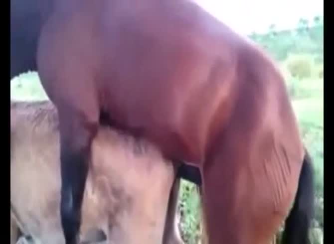 Video :Horse animal sex in the farm getting filmed