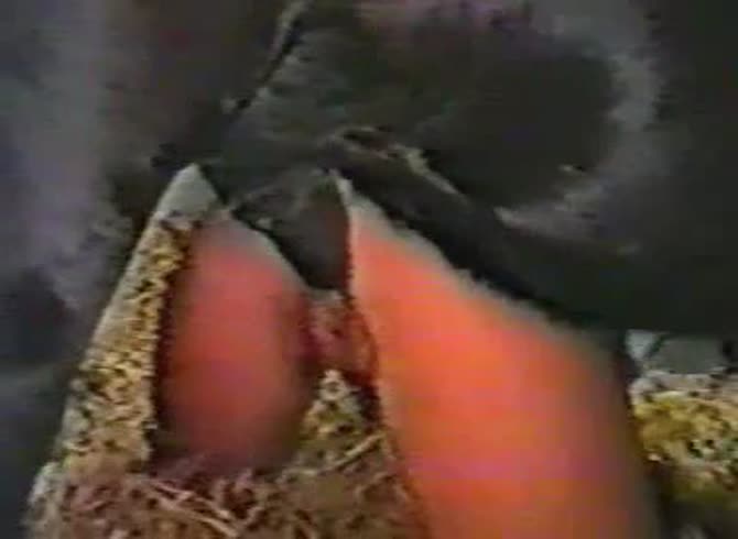 Video :MILF playing with horse dick to collect horse cum