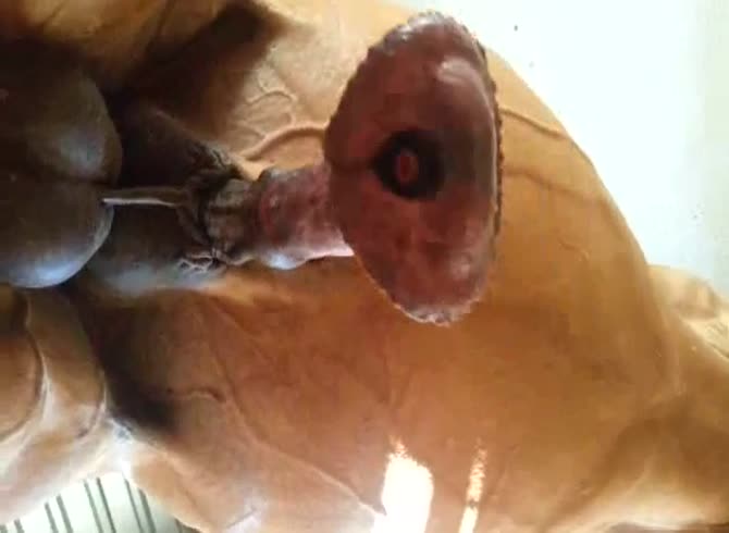 Video :Big horse dick getting filmed on camera