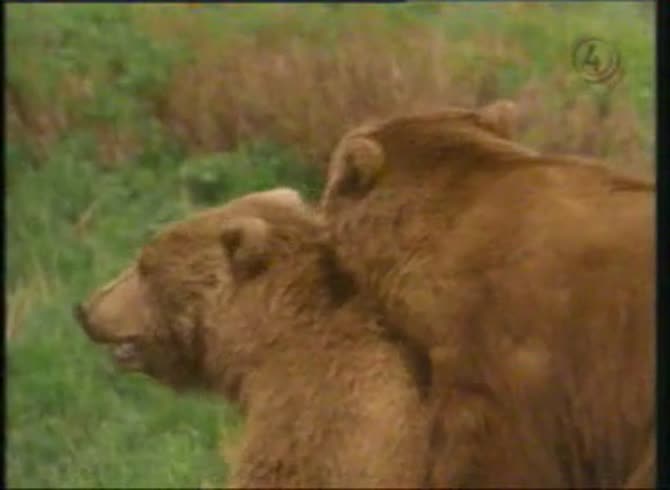 Video :Cute brown bears having sex in animal sex video