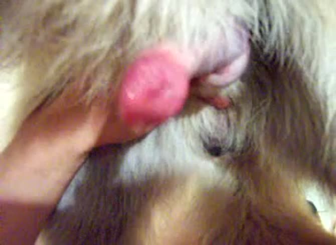 Video: Nasty bitch playing with dog dick and jacking it off