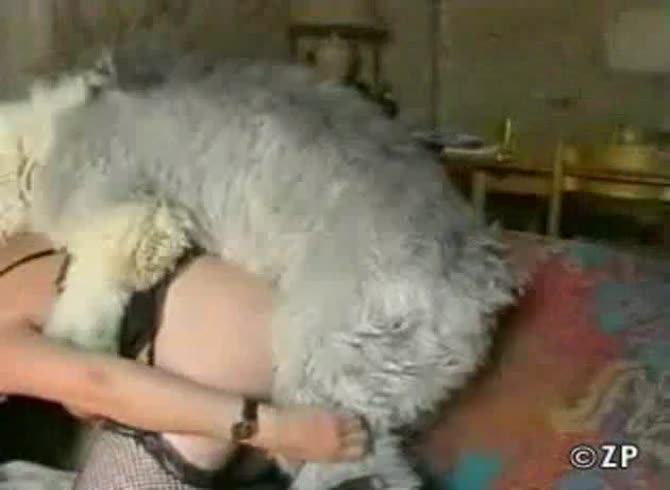 Video :Big white dog got so horny and pounds the pussy of beastie gal