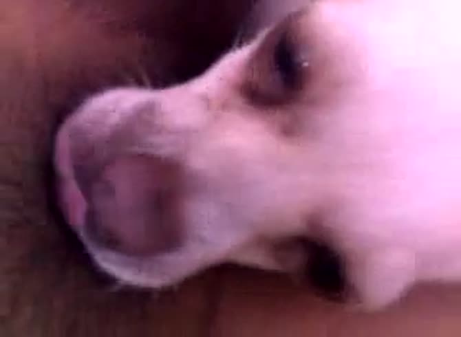 Video :Animal porno of dog sucking a man's dick