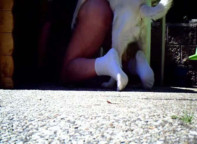 Video :Beastie gal got fucked by dog in homemade dog sex