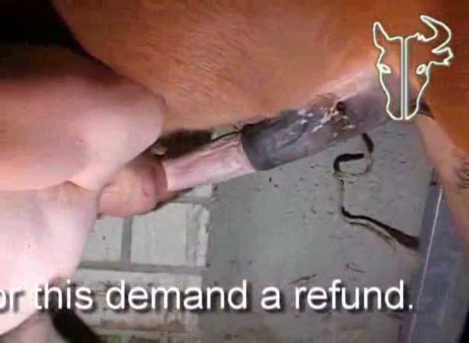 Video :Horse dick getting sucked by gay beastie gal