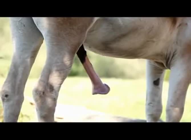 Video :Big horse dick getting bigger and bigger