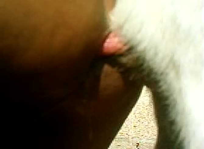Video :White dog with big dick fucking the zoopussy of slut