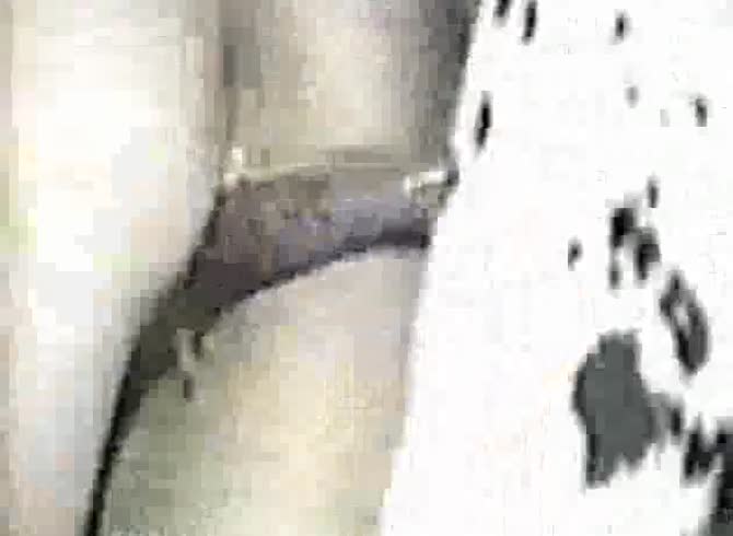 Video :Horse and pig porn in farm zoophilia video