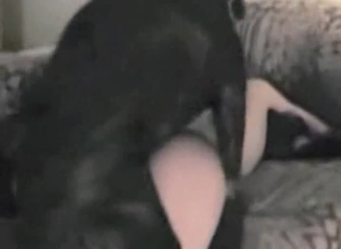 Video :Black dog xxx hard fucking a white slut on the couch