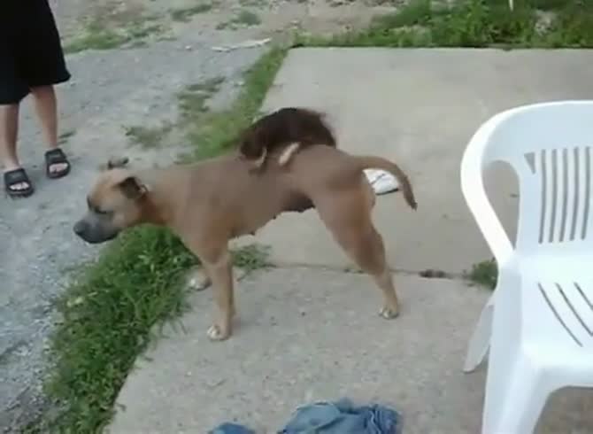 Video :Little dog got on top of a big dog in animal sex video