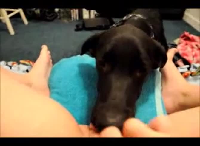 Video :Dog licking and pleasuring the pussy of a slut