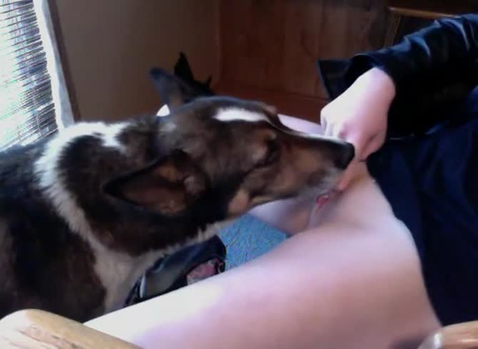 Video :Kinky webcam slut got pussy eaten in homemade dog porn