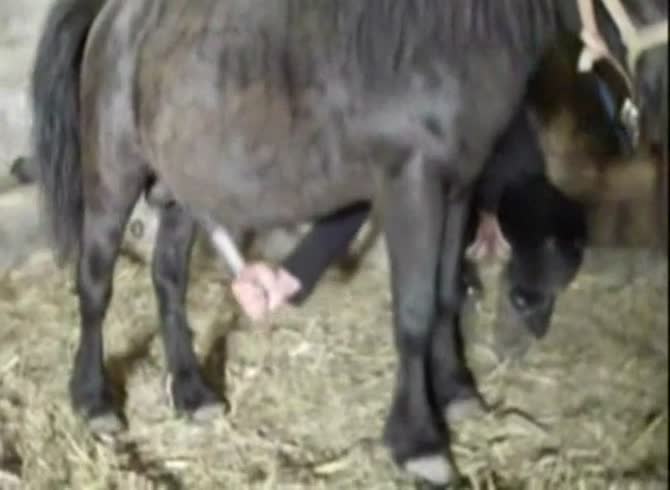 Video :Big horse dick got jacked off by whore