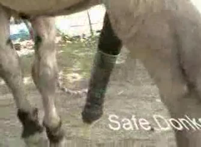 Video :Donkey animal porno with big animal dick releasing orgasm